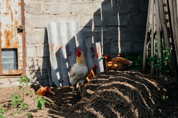 &laquo;Там рассыпает моя родина. Нет управления, нет никаких построений. Все нездоровые звери собрались там&raquo;