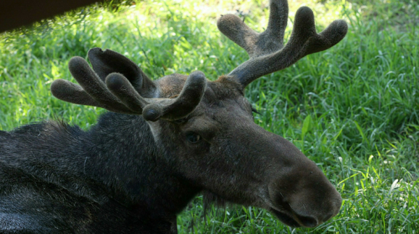 В Набережных Челнах спасли лося, которого сбила машина В Набережных Челнах спасли лося, которого сбила машина