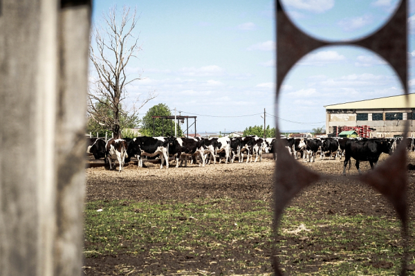 &laquo;Там рассыпает моя родина. Нет управления, нет никаких построений. Все нездоровые звери собрались там&raquo;