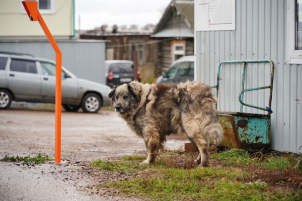 В Челнах семья покусанной собакой девочки отсудила 30 тысяч рублей В Челнах семья покусанной собакой девочки отсудила 30 тысяч рублей