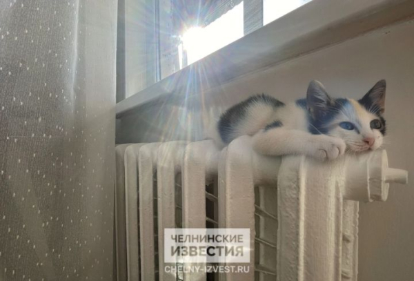 5 жалоб &mdash; и сотрудник на пороге: в Татарстане вводят новый порядок проверочных мероприятий УК