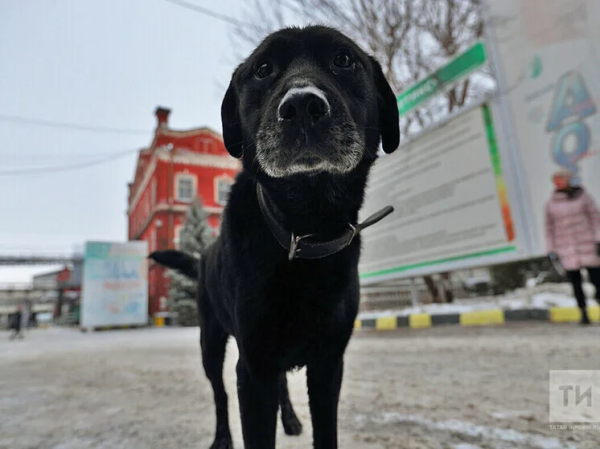 Кинолог рассказал, по какой причине вопль не трудится в воспитании собак
