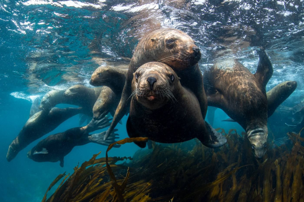 Челнинец Андрей Балта получил гран-при за фото под водой