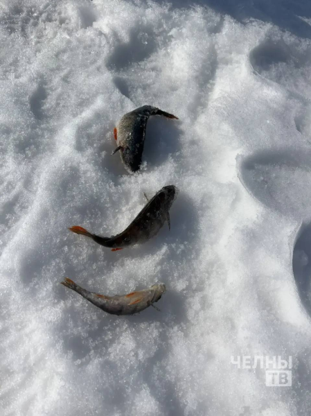 Пора завершать сезон зимней рыбалки!