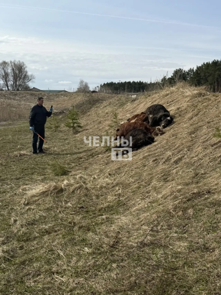 Под Челнами нашли мертвых телят, начата ветеринарная проверка