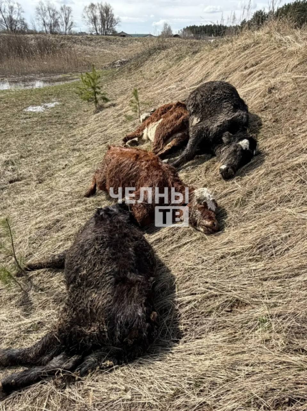 Под Челнами нашли мертвых телят, начата ветеринарная проверка