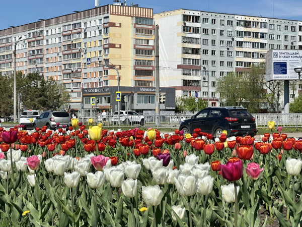 Набережные Челны зацвели: черемуха, тюльпаны и одуванчики