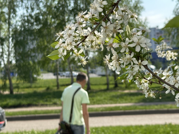 Набережные Челны зацвели: черемуха, тюльпаны и одуванчики