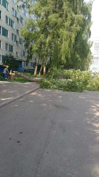Договориться с УК можно: в 17 комплексе спилили пять опасных деревьев Договориться с УК можно: в 17 комплексе спилили пять опасных деревьев
