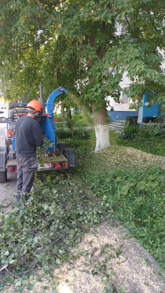 Договориться с УК можно: в 17 комплексе спилили пять опасных деревьев Договориться с УК можно: в 17 комплексе спилили пять опасных деревьев