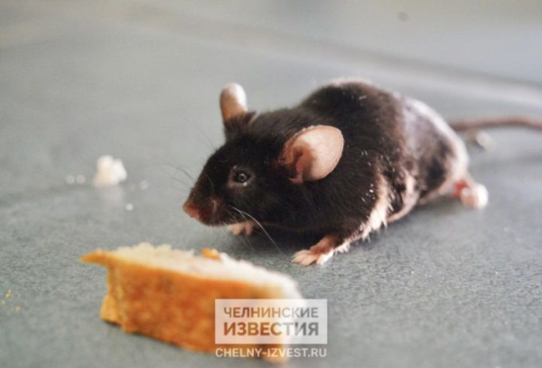 В Татарстане выросла заболеваемость мышиной лихорадкой В Татарстане выросла заболеваемость мышиной лихорадкой