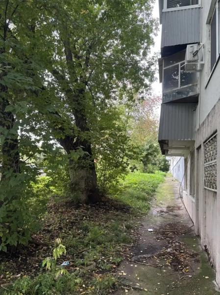 Опасность у подъезда: жители Челнов бьют тревогу из‑за старых деревьев