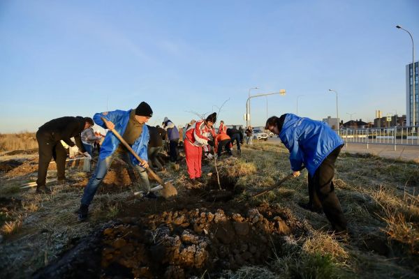 Осенняя кампания по озеленению продолжается: в Набережных Челнах высадили еще 150 деревьев 