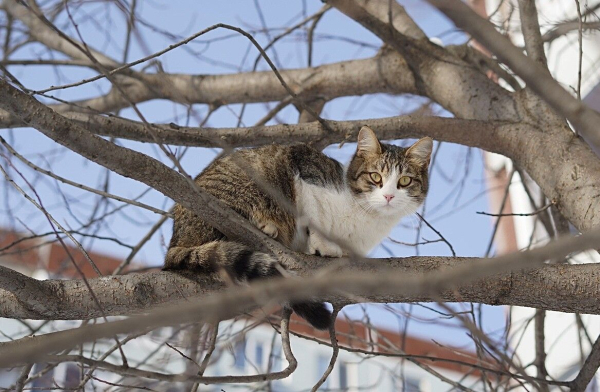 Кошачий след: под Челнами бешеное животное напало на мужчину и женщину